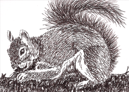 ink drawing of a squirrel