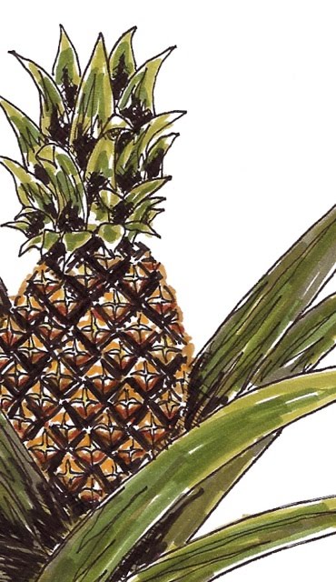 drawing of a pineapple plant