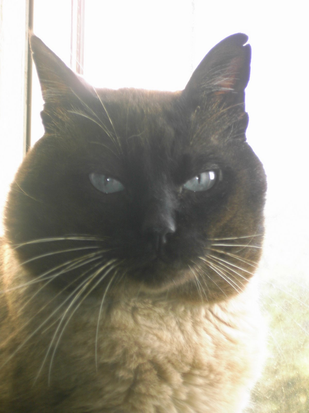 [Os+nossos+animais+016.jpg]