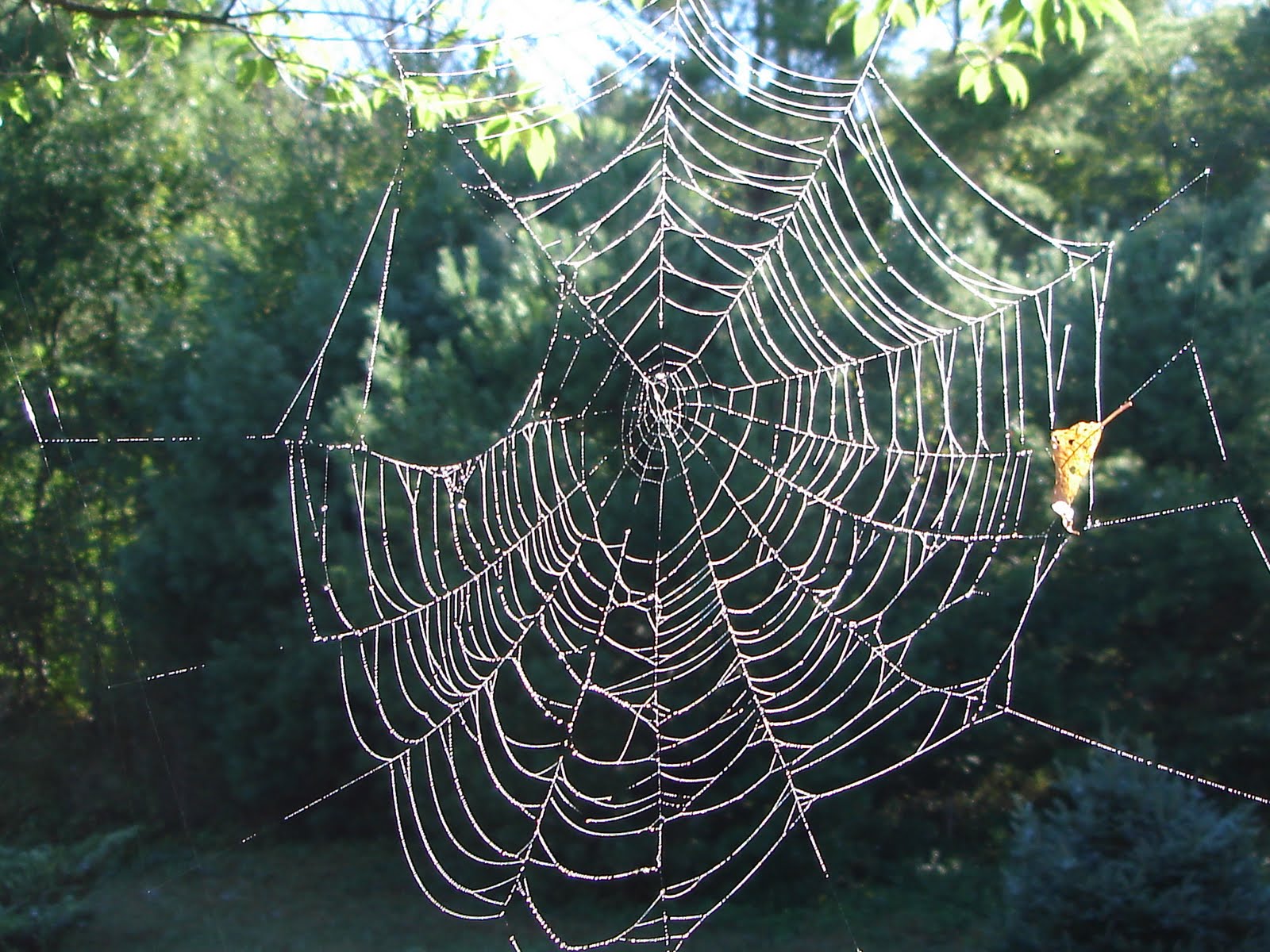 к чему снится много паутины женщине. много паутины. к чему снятся пауки и паутина. к чему снится много паутины женщине. паучья паутина.