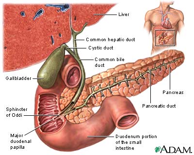 [gallbladder.jpg]