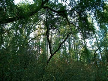 [Prayer+Cove+trees.jpg]