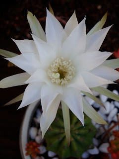 succulent blossom, melbourne