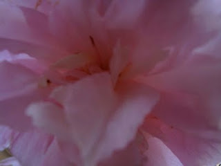 camelia flower, pink