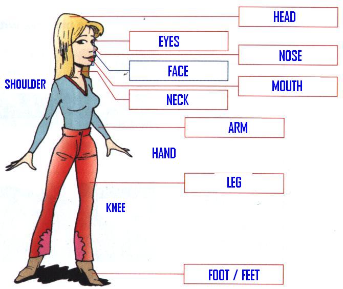 Partes Do Corpo Em Inglês Com Pronuncia