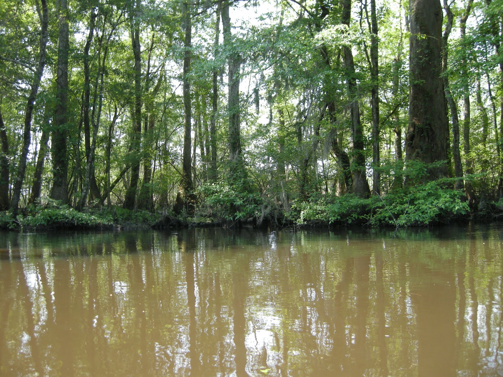 Florence County Planning Blog Logging On Lynches River