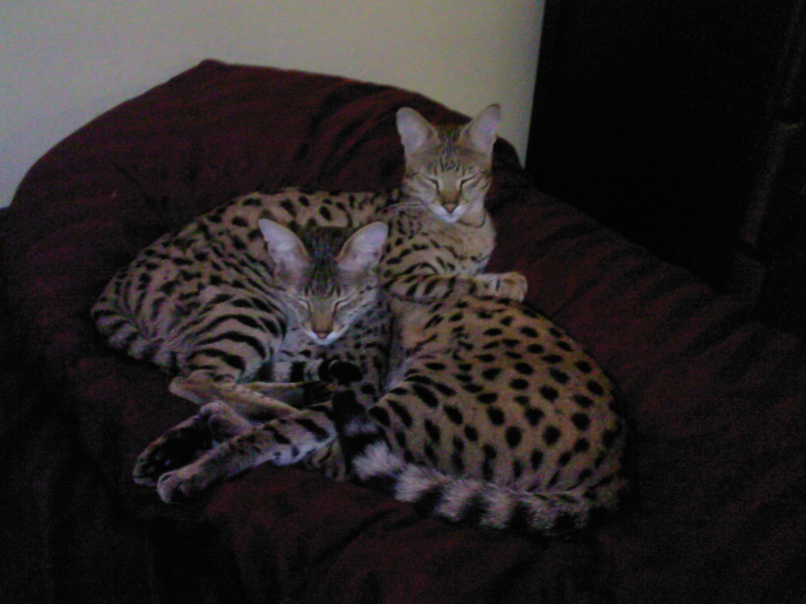 F1 Savannah Cat
