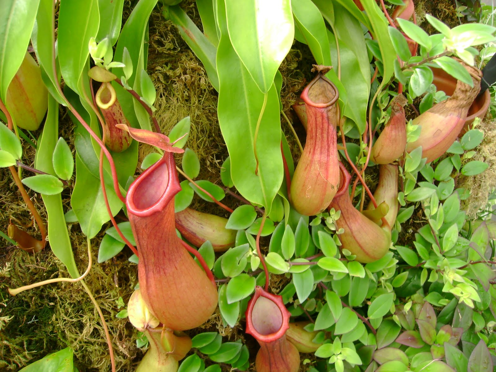 Adventures of a Mischief Maker ManEating Plants