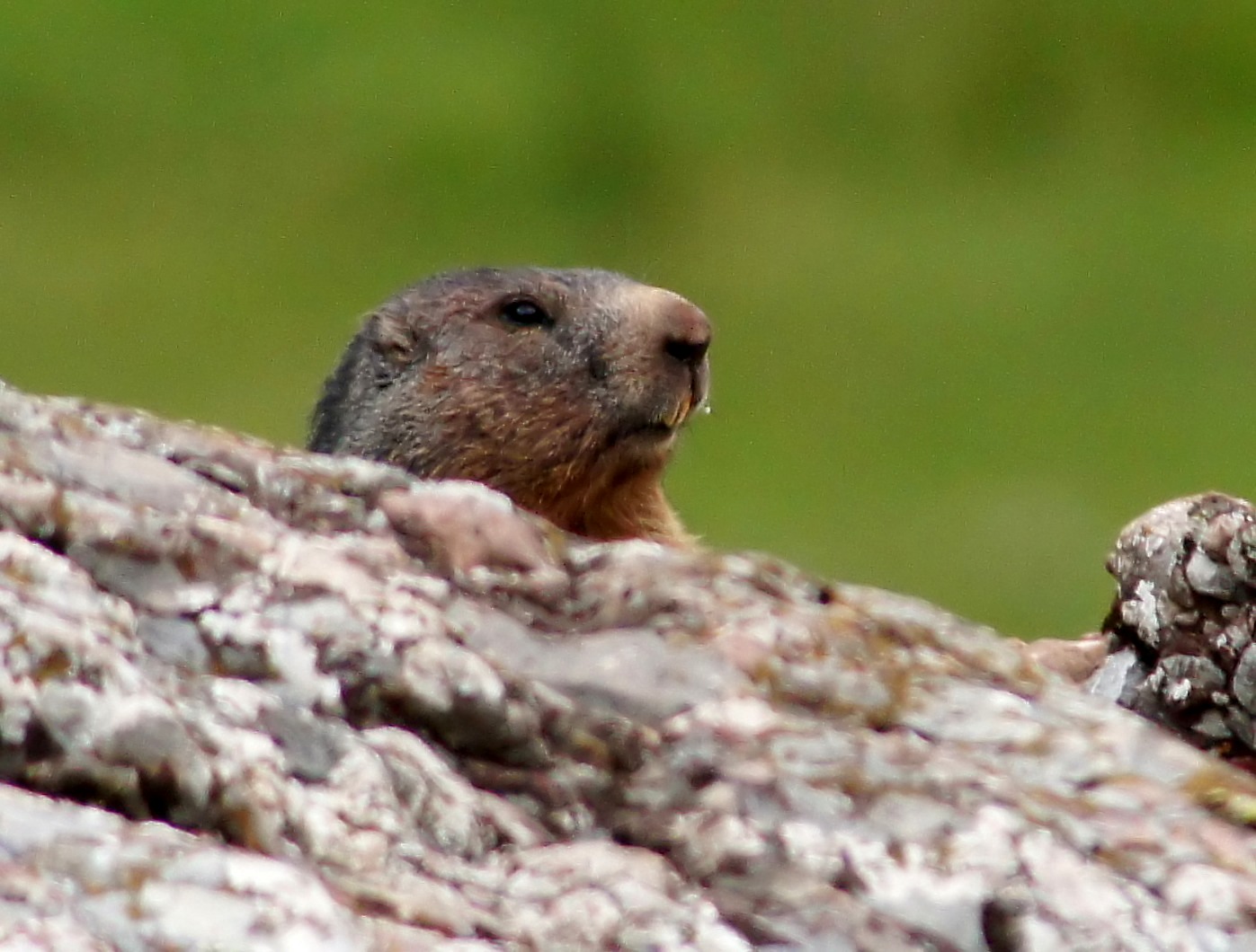 NO SIN MIS PRISMÁTICOS: PEQUEÑA MUESTRA DE LA FAUNA PIRENAICA