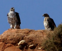 Águila perdicera (La Rioja)