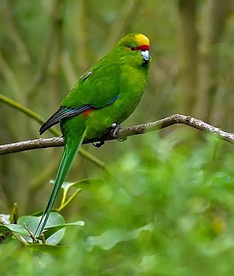 Yellow-Crowned Parakeet, photo Ian McHenry