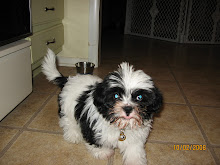 Zorro, the magical puppy!