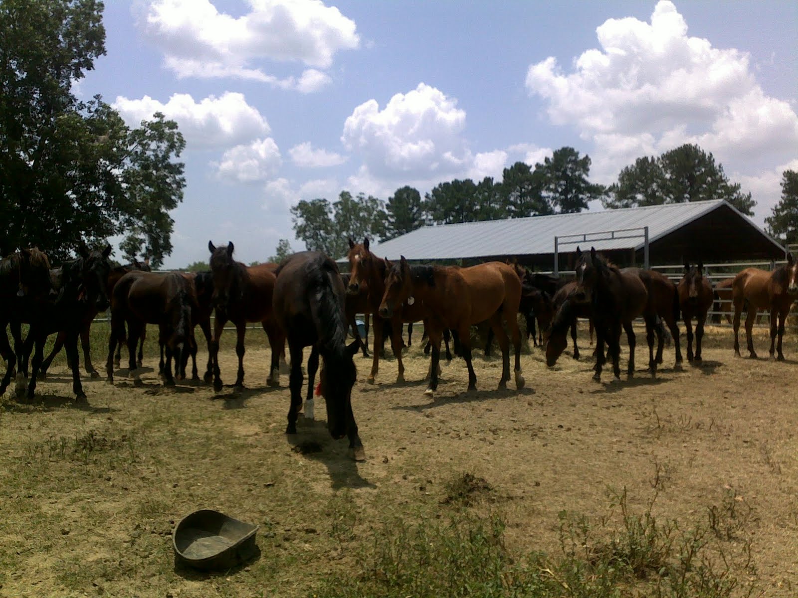 Walk of the Wild Horse First look at the yearlings