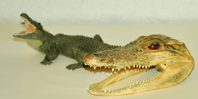 Stasya Drawing alligator drawing 