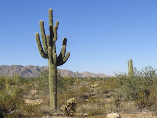 Wanderings of the old sloat: Life cycle of the saguaro