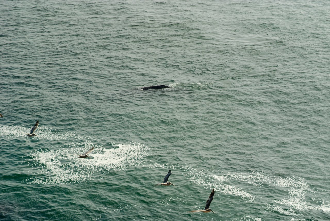 BodegaBayLife Whale Photos from New Bodega Bay Vet