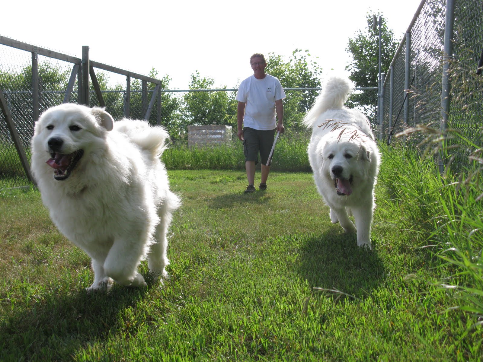 Healthy Happy Dog Blog Double dog dare you getting a second dog