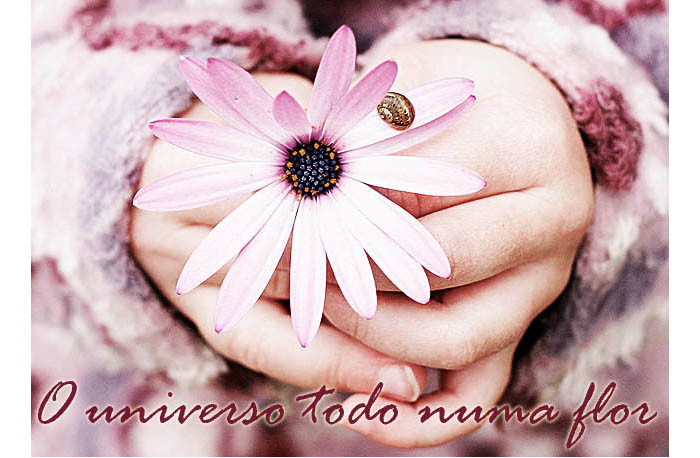 O universo todo numa flor