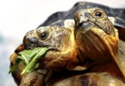 LA TORTUGA BICÉFALA: Depredación de sí. Mirar atrás (y 3)