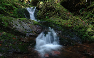 Best Forest Wallpaper | Desktop Wallpaper