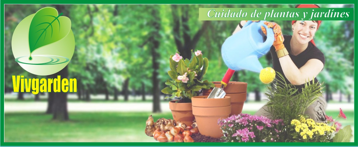Vivgarden Arregla tu jardín y te da consejos COMO LOGRAR UN BUEN CÉSPED EN TU JARDÍN
