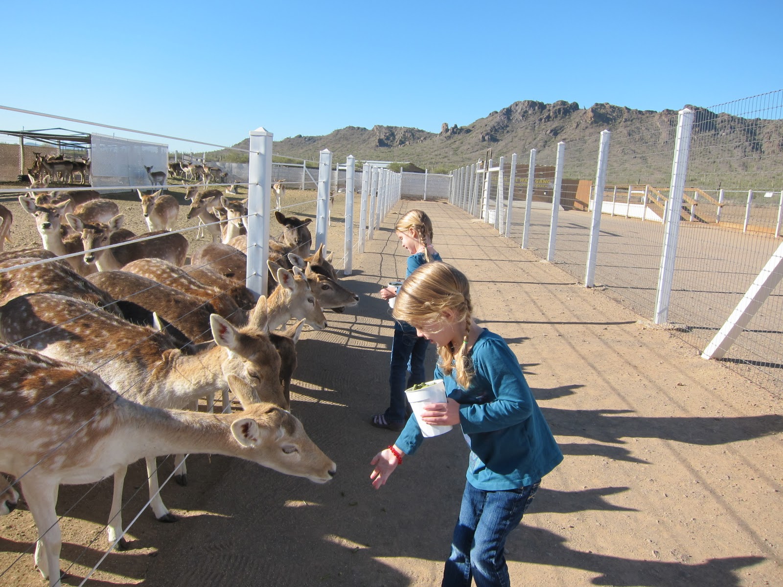 i heart mesa.: Wake-Up Wednesday - Rooster Cogburn Ostrich Ranch and ...