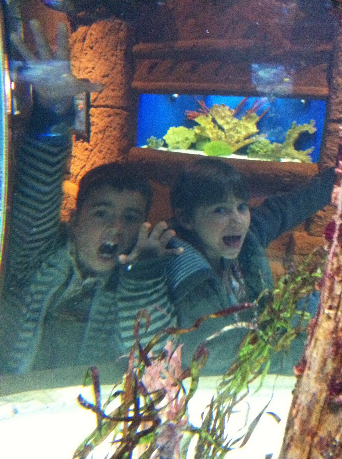 frominbetween Riverhead aquarium.