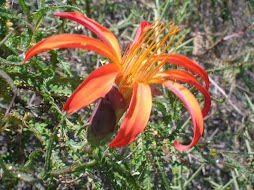 RESCATEMOS NUESTRA FLORA ANDACOLLINA