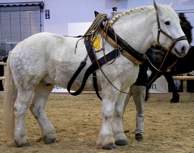 [percheron]
