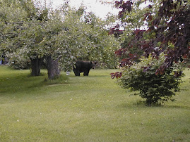 Local Wildlife