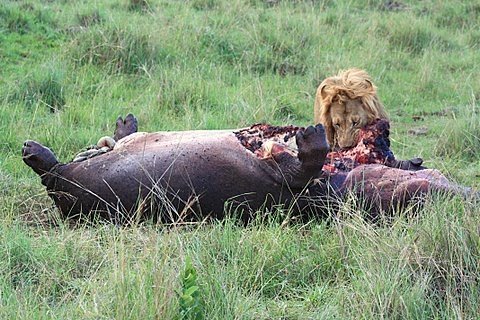 [hippo2.JPG]