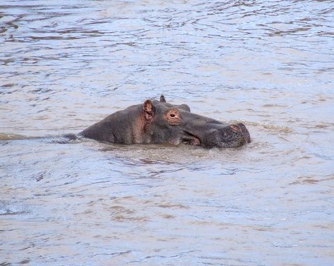 [hippo1.JPG]