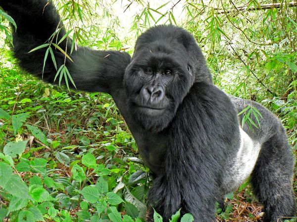 Africa jungle jungle drums of africa african jungle animals