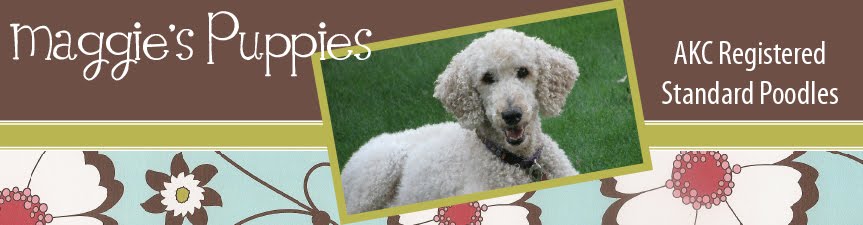 Maggie's Puppies