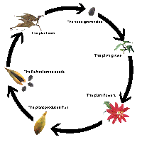 Amy's global blog: The life cycle of a plant