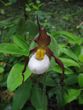 Lady Slipper Orchid