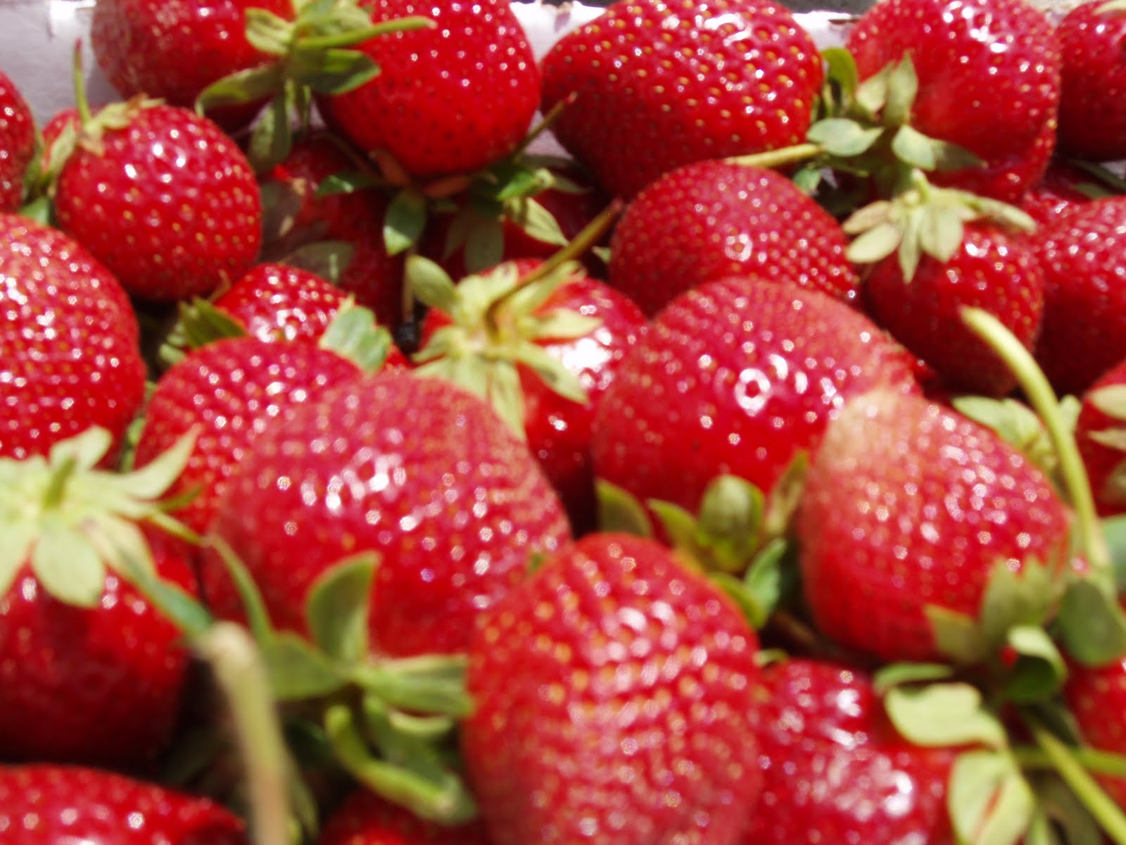 SimpleSouthernSuburbia Strawberry Picking