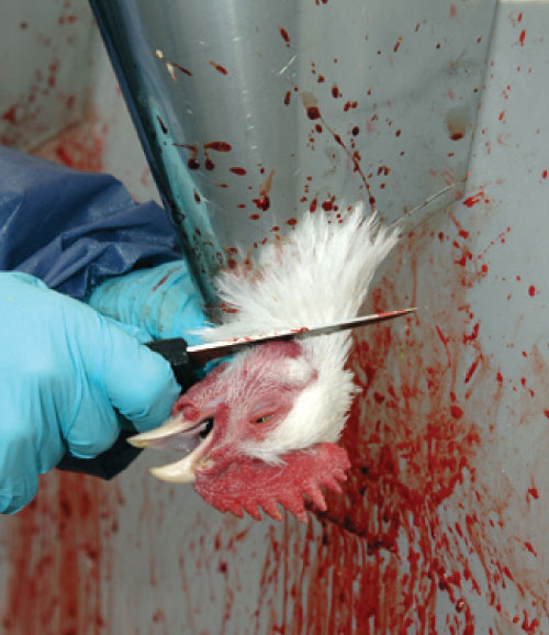 The Vegan Vine: Thou Shall Not Kill (Enter Species Here)