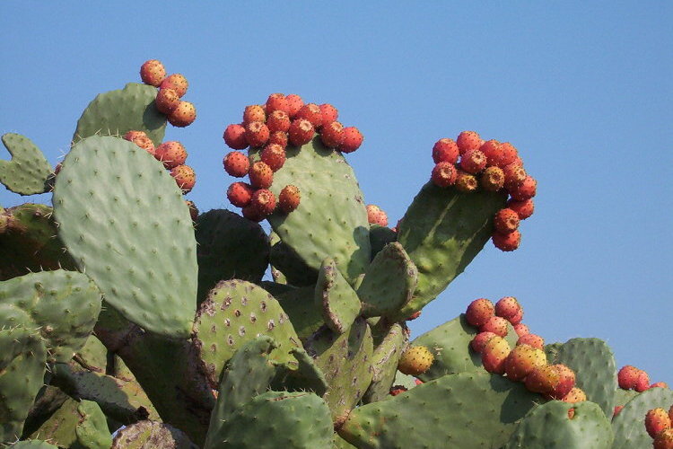 comment prendre nopal