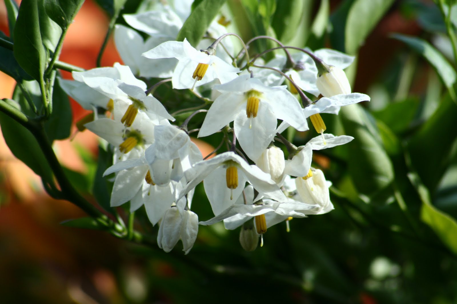 [ParabÃ©ns+Tia+Becidade.JPG]