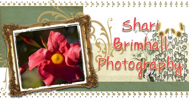 Shari Brimhall Photos Blog