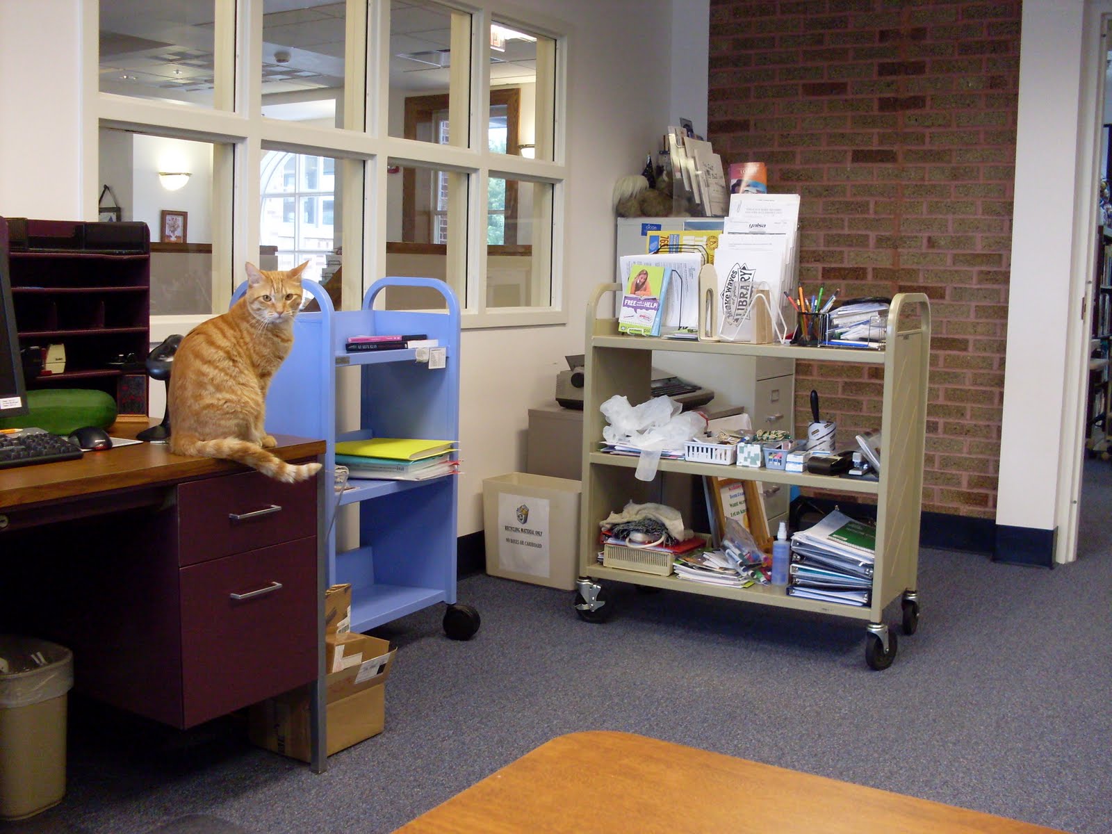 The Adventures of Chance, the Thorntown Library Cat: Rearranging.