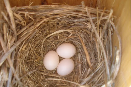 20+ What Color Are Bluebird Eggs