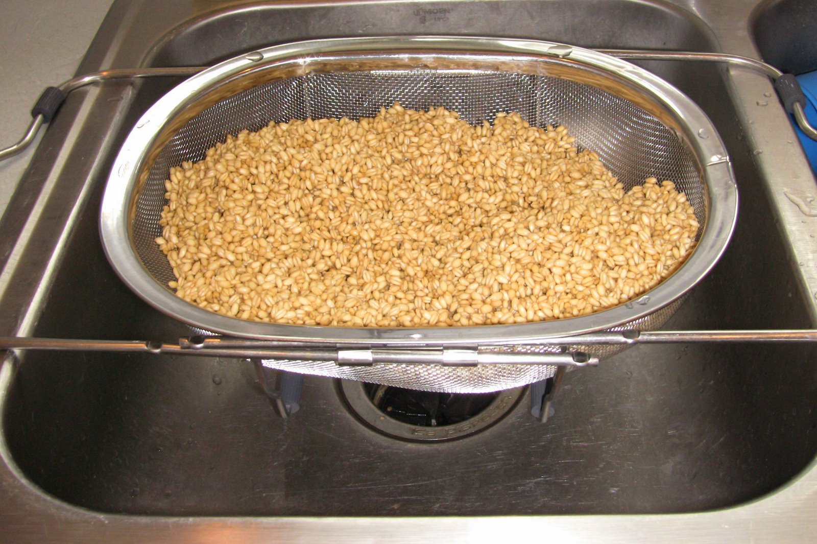 [sprouting+grains-straining.jpg]