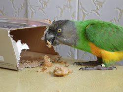 Syd -  6 years old Senegal Parrot