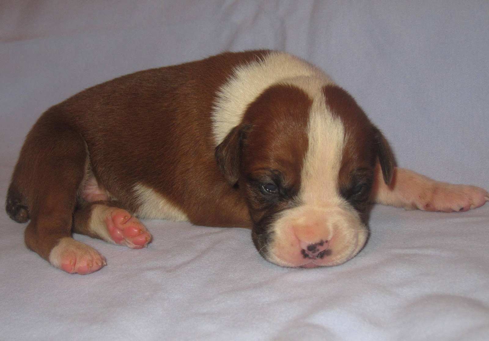 Boxer Puppies Baby Boxers Week 2 Updated Pictures