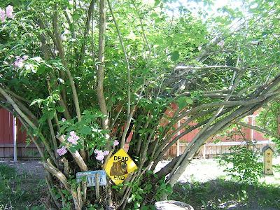 bushes Kathleen FL lilac in pruning winter,