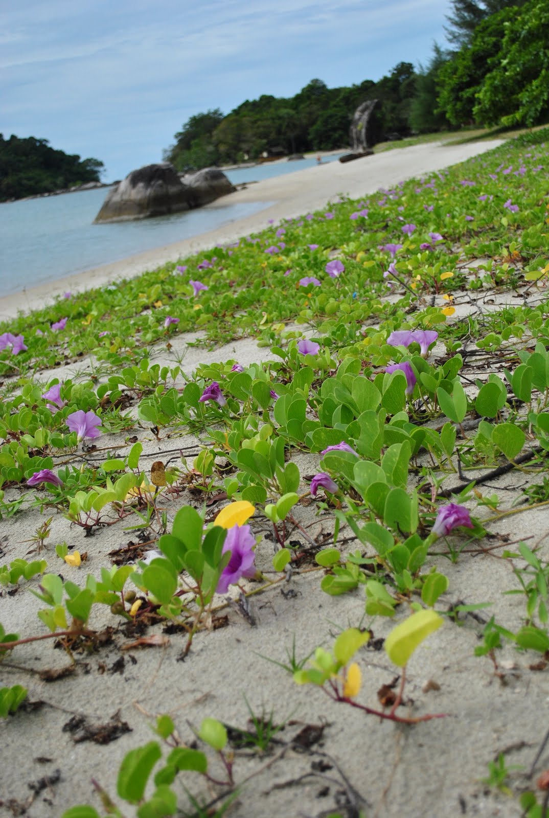 [nature+by+the+beach.jpg]