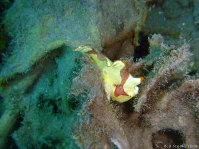 Young Frogfish in Mucky Pirates Bay, Pemuteran, NW Bali