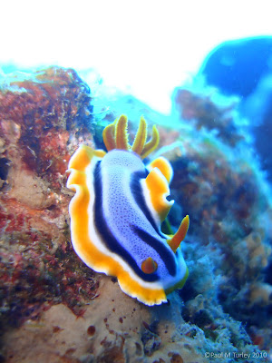 And another Nudibranch